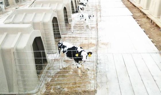 Plastikowe schroniska dla cieląt o wadze 50 kg z PE