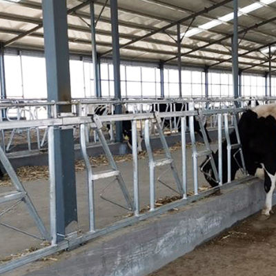 Łatwa instalacja Szerokość 75 cm Blokada głowy bydlęcej Solidne wbudowane kłódki