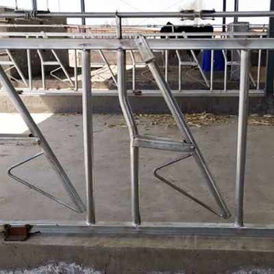 Łatwa instalacja Szerokość 75 cm Blokada głowy bydlęcej Solidne wbudowane kłódki