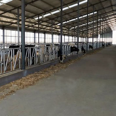 Łatwa instalacja Szerokość 75 cm Blokada głowy bydlęcej Solidne wbudowane kłódki