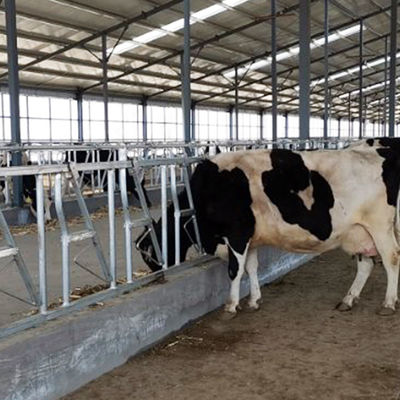Łatwa instalacja Szerokość 75 cm Blokada głowy bydlęcej Solidne wbudowane kłódki