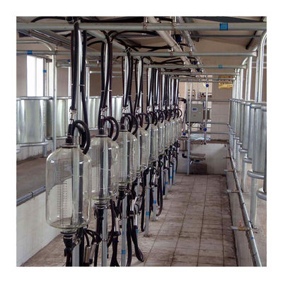 Dairy Farm Hala udojowa w jodełkę 4KW ze szkłem spożywczym