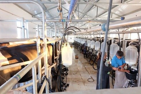 SS304 Herringbone Parlor Milking Systems Sprzęt dla krów mlecznych